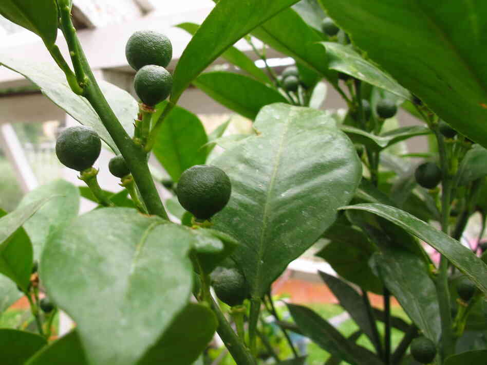 Calamondin orange, an ingredient in chef Evan Mallett's bitters, inside a Victorian-era hothouse in Portsmouth, N.H. Calamondin orange, an ingredient in chef Evan Mallett's bitters, inside a Victorian-era hothouse in Portsmouth, N.H.