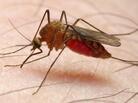 Many criteria — from blood type to body temperature — can play a role in affecting who attracts mosquitoes. Many criteria — from blood type to body temperature — can play a role in affecting who attracts mosquitoes.