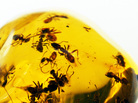 Ants in amber Ants in amber
