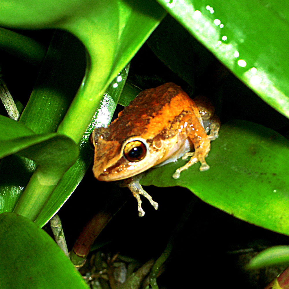 The Puerto Rican coqui frog's distinctive co-QUI changes tone from region to region.