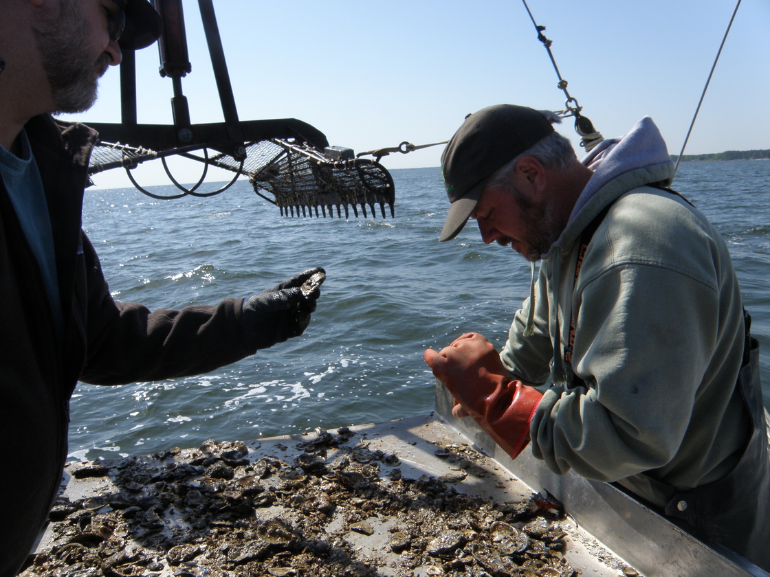 A scientist and a waterman examine oysters hauled up from the Potomac River, which flows into the Chesapeake Bay.