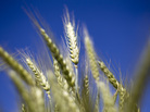 Wheat grows in a test field at Oregon State University in Corvallis. Some scientists believe that there's a chance that genetically modified wheat found in one farmer's field in May is still in the seed supply. Wheat grows in a test field at Oregon State University in Corvallis. Some scientists believe that there's a chance that genetically modified wheat found in one farmer's field in May is still in the seed supply.