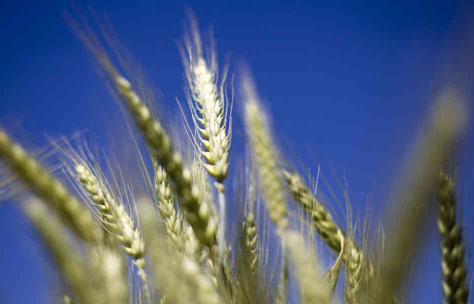 Wheat grows in a test field at Oregon State University in Corvallis. Some scientists believe that there's a chance that genetically modified wheat found in one farmer's field in May is still in the seed supply. Wheat grows in a test field at Oregon State University in Corvallis. Some scientists believe that there's a chance that genetically modified wheat found in one farmer's field in May is still in the seed supply.