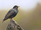 Scientists could use recordings of wildlife to monitor the movements of invasive species like the European starling. Scientists could use recordings of wildlife to monitor the movements of invasive species like the European starling.