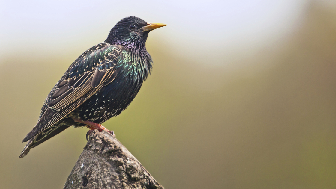 Scientists could use recordings of wildlife to monitor the movements of invasive species like the European starling.