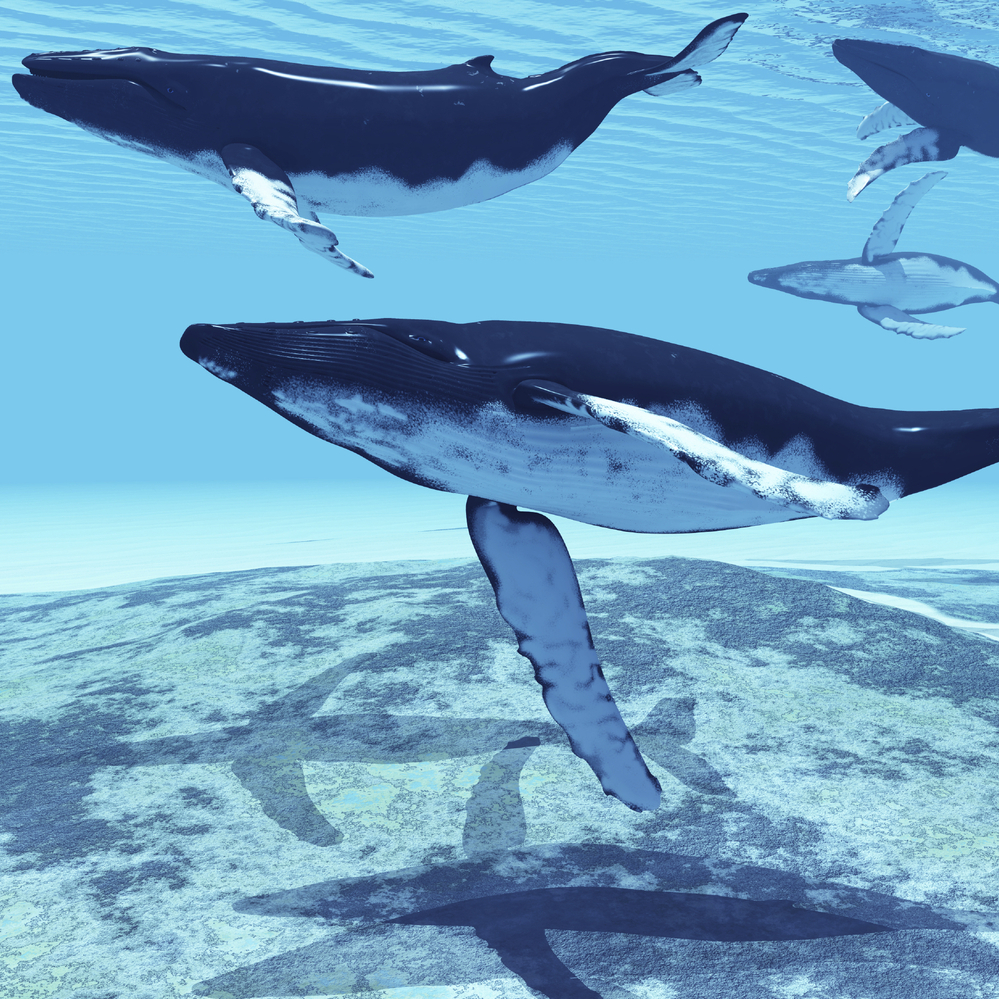 The sounds of the humpback whale change between seasons, years and populations.