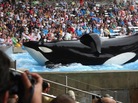 Tilikum, a 6-ton orca who has killed two of his SeaWorld trainers, is the main subject of Blackfish, a documentary that describes itself as "a psychological thriller with a killer whale at its center." Tilikum, a 6-ton orca who has killed two of his SeaWorld trainers, is the main subject of Blackfish, a documentary that describes itself as "a psychological thriller with a killer whale at its center."
