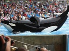 The new documentary Blackfish looks at the practice of keeping orca whales in captivity. The new documentary Blackfish looks at the practice of keeping orca whales in captivity.