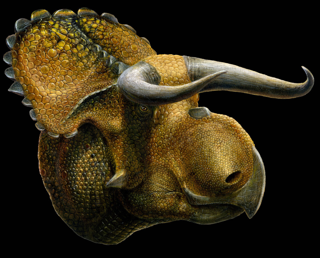 An artist's image of Nasutoceratops titusi.