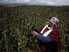 Farmer Geronimo Blanco shows his quinoa plants in Patamanta, Bolivia, in February. A burgeoning global demand for quinoa has led to a threefold price increase since 2006. Farmer Geronimo Blanco shows his quinoa plants in Patamanta, Bolivia, in February. A burgeoning global demand for quinoa has led to a threefold price increase since 2006.