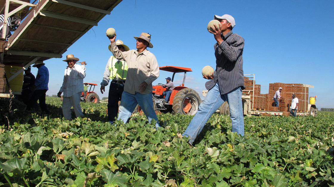 Farmworkers harvest and package cantaloupes near Firebaugh, Calif.