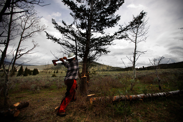 An arborist from the Montana Conservation Corps works to clear pine trees from land in Centennial Valley, Mont. (Image credit: NPR)