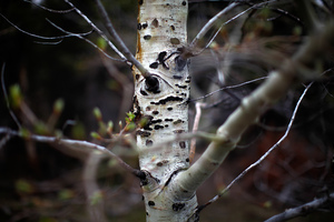 A budding aspen tree remains standing at the base of the Centennial Range. Unlike pine trees, aspens are a natural part of the landscape here. They are largely resistant to the natural brush fires that have historically spread through this area.
