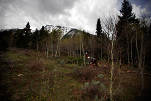 A view of pines and aspens with the Centennial Range in the background. The Forest Service says it needs to thin or perform prescribed burns in more than 200 million acres of land.