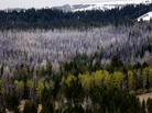 Dead trees mark the path of the 2003 Winslow fire. Conservationists have considered the fire beneficial for the steppe habitat of the Centennial Valley. Smaller, contained fires like this one have been a crucial part of this ecosystem for thousands of years. Dead trees mark the path of the 2003 Winslow fire. Conservationists have considered the fire beneficial for the steppe habitat of the Centennial Valley. Smaller, contained fires like this one have been a crucial part of this ecosystem for thousands of years.