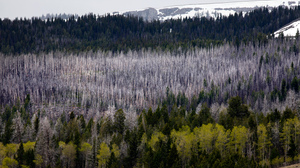 Dead trees mark the path of the 2003 Winslow fire. Conservationists have considered the fire beneficial for the steppe habitat of the Centennial Valley. Smaller, contained fires like this one have been a crucial part of this ecosystem for thousands of years.