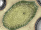 Pandoraviruses were discovered lurking in the mud of Chile and Australia, half a world apart. Pandoraviruses were discovered lurking in the mud of Chile and Australia, half a world apart.