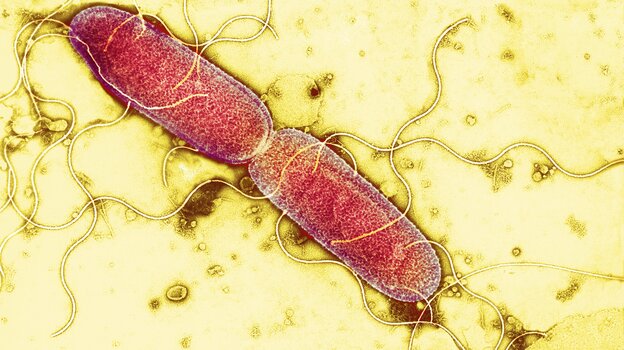 It's busy down there: a gut bacterium splits into two, becoming two new cells.