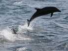Bottle-nosed dolphins leap out of the water near Dana Point, Calif. Bottle-nosed dolphins leap out of the water near Dana Point, Calif.