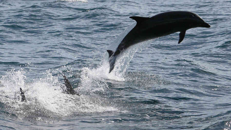 Bottle-nosed dolphins leap out of the water near Dana Point, Calif. Bottle-nosed dolphins leap out of the water near Dana Point, Calif.