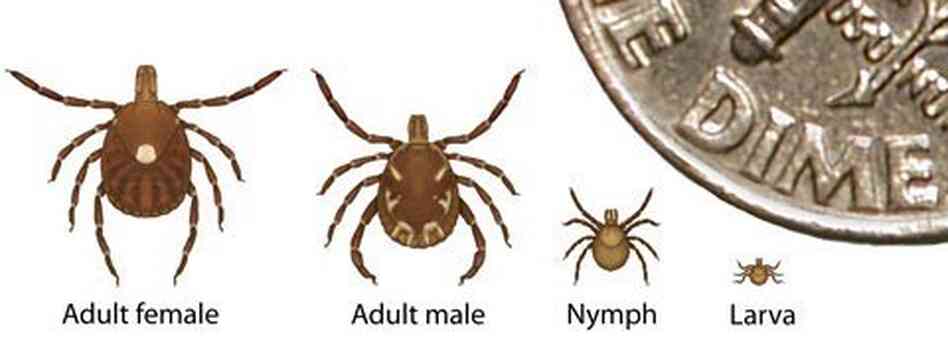 The adult lone star tick has a characteristic white dot on its back. Scientists found the Heartland virus only in the young nymphs, not the adults. The adult lone star tick has a characteristic white dot on its back. Scientists found the Heartland virus only in the young nymphs, not the adults.