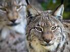 Two Iberian lynxes at a nature reserve in northern Spain. (February 2006 file photo.) Two Iberian lynxes at a nature reserve in northern Spain. (February 2006 file photo.)