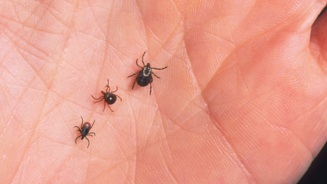 A harmful trio (from left): a deer tick, lone star tick and dog tick.