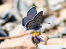 The Mount Charleston blue butterfly is a rare species found only in a few small areas high up in Nevada's Spring Mountains. The Mount Charleston blue butterfly is a rare species found only in a few small areas high up in Nevada's Spring Mountains.