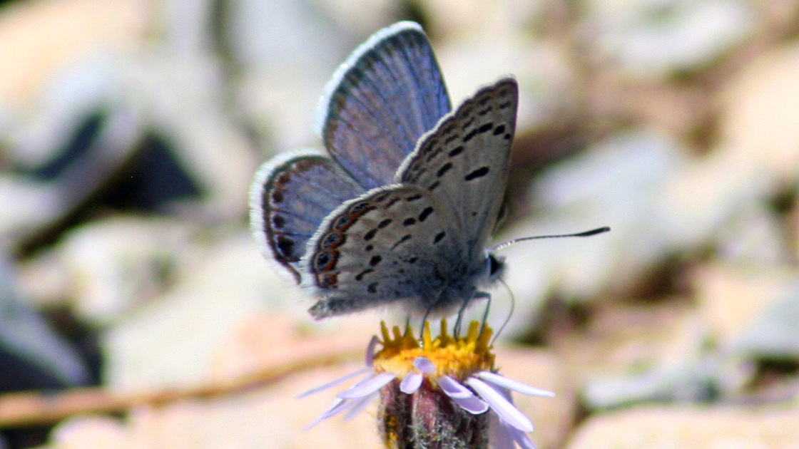 The Mount Charleston blue butterfly is a rare species found only in a few small areas high up in Nevada's Spring Mountains.
