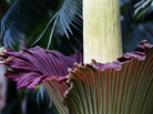 The color of the corpse flower is meant to mimic the color of rotting flesh and raw meat. The color of the corpse flower is meant to mimic the color of rotting flesh and raw meat.