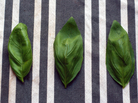 Basil Basil