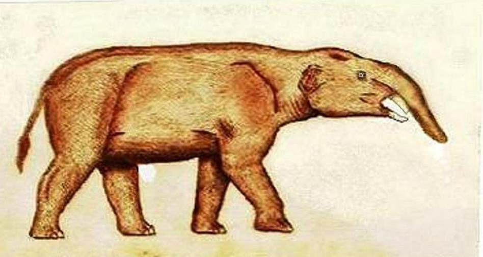 Aouth American elephant