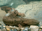 Biologists normally look for the hellbender slamander, which is known by the nickname "snot otter," under rocks in streams. But now there's a gentler way: They can take water samples and look for traces of the animals' DNA. Biologists normally look for the hellbender slamander, which is known by the nickname "snot otter," under rocks in streams. But now there's a gentler way: They can take water samples and look for traces of the animals' DNA.