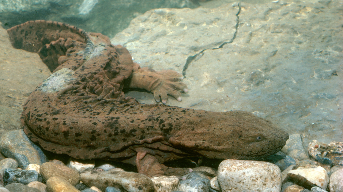 The Hellbender is the largest North American salamander, and one of the most elusive since it lives under rocks in the bottoms of rivers. Now its whereabouts can be detected by assaying its DNA in river water. [Image source: NPR/Robert J. Erwin/Science Source]