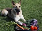 Producers of farm-to-dog-bowl food say the concept is more about locavorism and sustainability than about pampering pooches. Producers of farm-to-dog-bowl food say the concept is more about locavorism and sustainability than about pampering pooches.