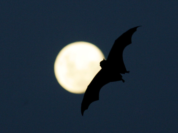 Echolocation is second nature to animals such as bats and dolphins. Can humans also find their way using sound as a tool? (Image credit: Getty Images)