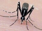 The Asian tiger mosquito, an invasive, disease-carrying pest, was likely introduced to the United States from used tires shipped over from Asia. The Asian tiger mosquito, an invasive, disease-carrying pest, was likely introduced to the United States from used tires shipped over from Asia.