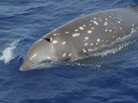The beaked whale is one of the most vulnerable of all whale species to underwater noise pollution. The beaked whale is one of the most vulnerable of all whale species to underwater noise pollution.