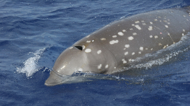 The beaked whale is one of the most vulnerable of all whale species to underwater noise pollution. (Image credit: Robin Baird/Cascadia Research)
