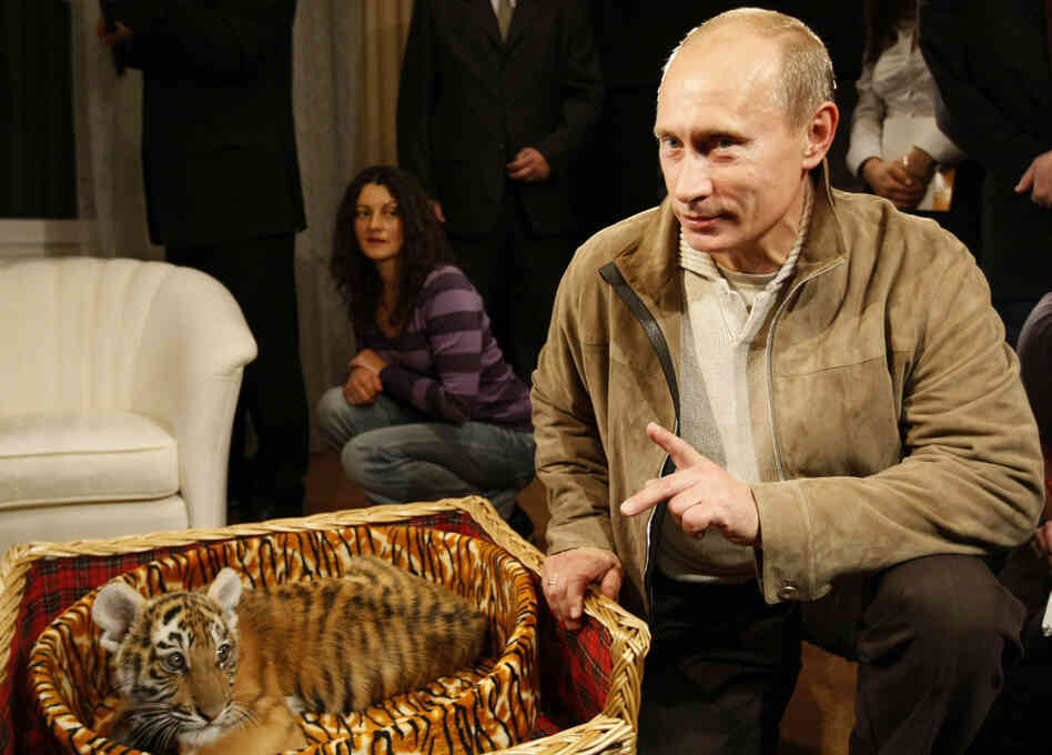 Putin with the tiger cub he received as a birthday gift on Oct. 9, 2008. Putin with the tiger cub he received as a birthday gift on Oct. 9, 2008.
