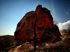 The remains of a tree are seen in front of a boulder in the Dome Wilderness area of New Mexico in August 2012. The Las Conchas Fire torched the land in 2011, burning through more than 150,000 acres of forest. The remains of a tree are seen in front of a boulder in the Dome Wilderness area of New Mexico in August 2012. The Las Conchas Fire torched the land in 2011, burning through more than 150,000 acres of forest.