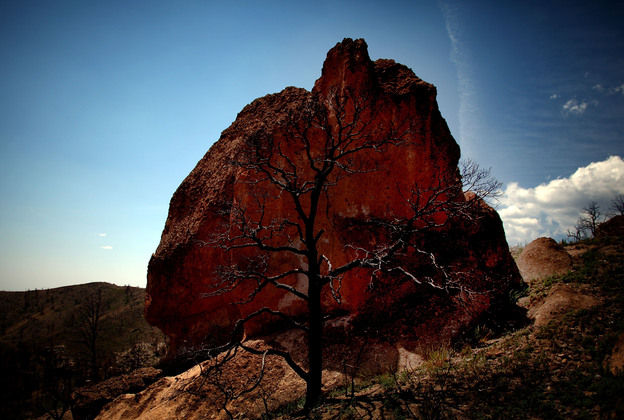 The remains of a tree are seen in front of a boulder in the Dome Wilderness area of New Mexico in August 2012. The Las Conchas Fire torched the land in 2011, burning through more than 150,000 acres of forest. (Image credit: NPR)
