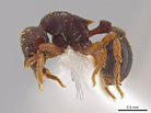 A side view of the new ant species Eurhopalothrix zipacna. Mounting glue and paper appear beneath the ant, one of 33 new species discovered in Central America by Jack Longino, a biologist at the University of Utah. A side view of the new ant species Eurhopalothrix zipacna. Mounting glue and paper appear beneath the ant, one of 33 new species discovered in Central America by Jack Longino, a biologist at the University of Utah.