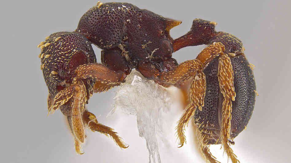 A side view of the new ant species Eurhopalothrix zipacna. Mounting glue and paper appear beneath the ant, one of 33 new species discovered in Central America by Jack Longino, a biologist at the University of Utah. A side view of the new ant species Eurhopalothrix zipacna. Mounting glue and paper appear beneath the ant, one of 33 new species discovered in Central America by Jack Longino, a biologist at the University of Utah.