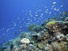 Changes to the acidity of the Earth's ancient oceans affected the coral reefs more than 50 million years ago. And researchers are using that information to try to predict how the planet might fare in our rapidly changing climate. Above, the Wheeler Reef section of the Great Barrier Reef. Changes to the acidity of the Earth's ancient oceans affected the coral reefs more than 50 million years ago. And researchers are using that information to try to predict how the planet might fare in our rapidly changing climate. Above, the Wheeler Reef section of the Great Barrier Reef.