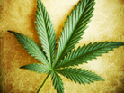 A cannabis leaf A cannabis leaf