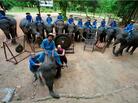 Thai Elephant Orchestra co-founder David Sulzer (bottom center, in red) poses with the animals and their mahouts, or keepers. Thai Elephant Orchestra co-founder David Sulzer (bottom center, in red) poses with the animals and their mahouts, or keepers.