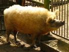 A Mangalitsa pig in 2008. A Mangalitsa pig in 2008.