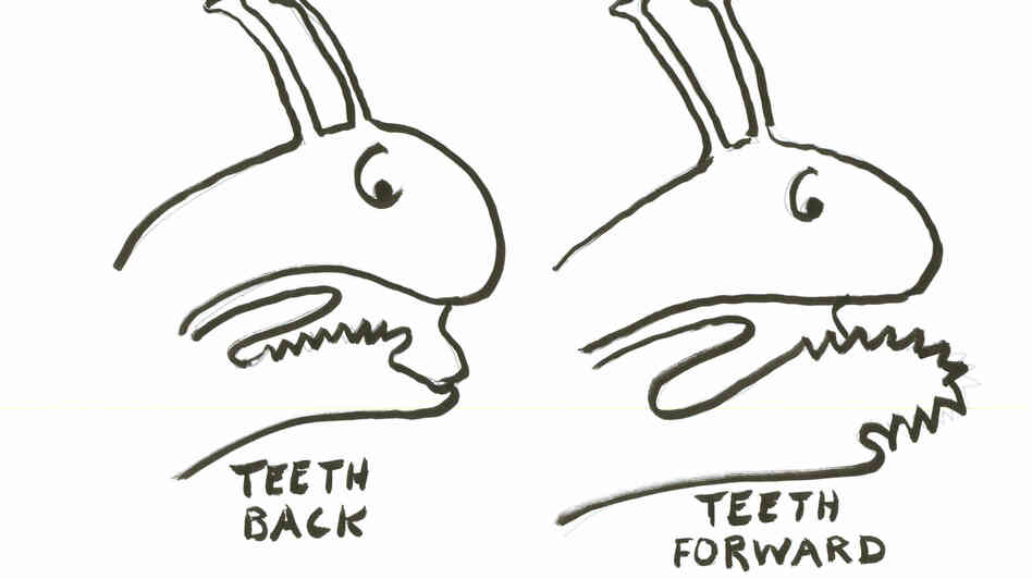 Snail 3 Snail 3