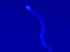 A nematode worm glows as it nears death in this screenshot from a YouTube video showing the work of researchers in London. A nematode worm glows as it nears death in this screenshot from a YouTube video showing the work of researchers in London.